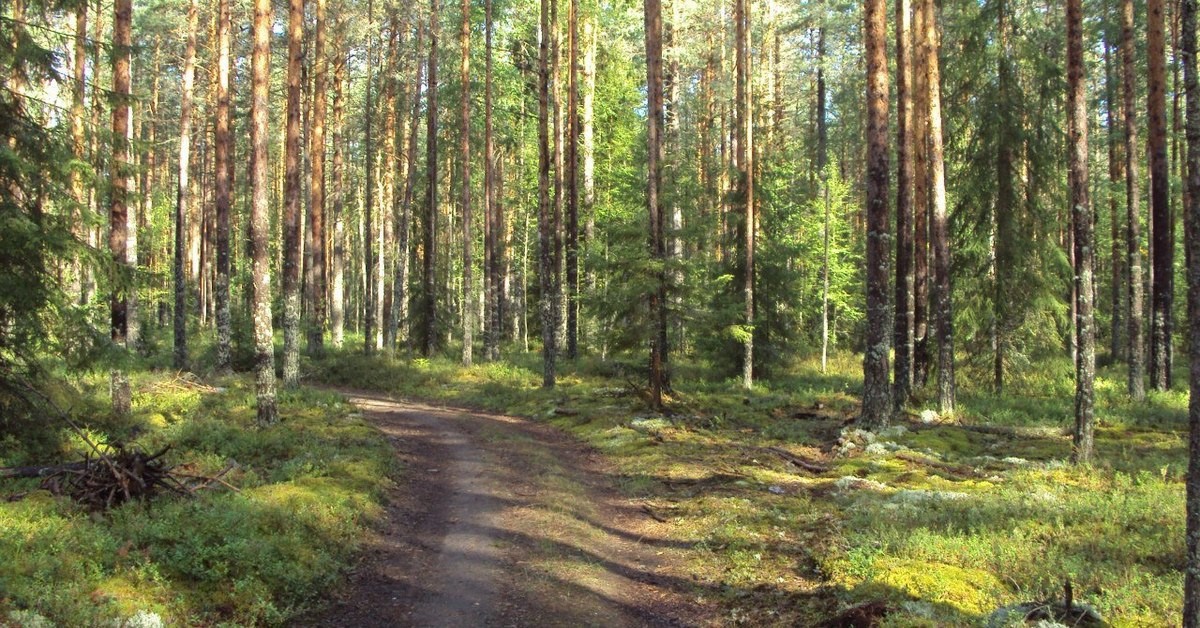 Привлечение к административной ответственности за нарушение лесного законодательства.